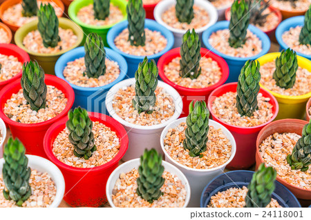 Beautiful small cactus field . 24118001