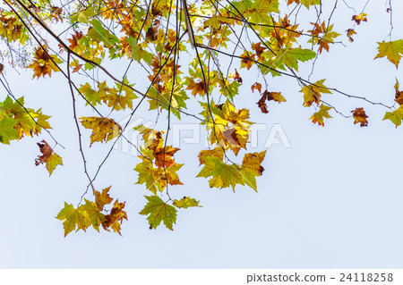 Beautiful Colorful Autumn Leaves Beautiful Colorful Autumn Leaves 24118258