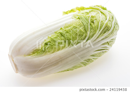 White lettuce or White cabbage White lettuce or White cabbage 24119438