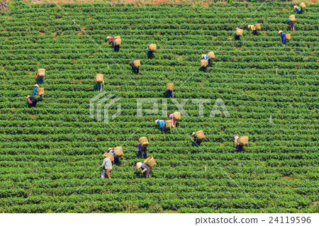 Worker are harvesting tea leaf in Bao Loc 24119596