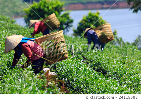 Women are harvesting tea leaf in Bao Loc 24119598