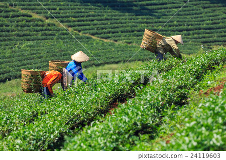 Women are harvesting tea leaf in Bao Loc 24119603