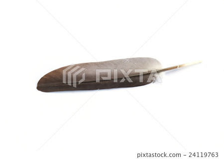 close up Bird feather texture 24119763