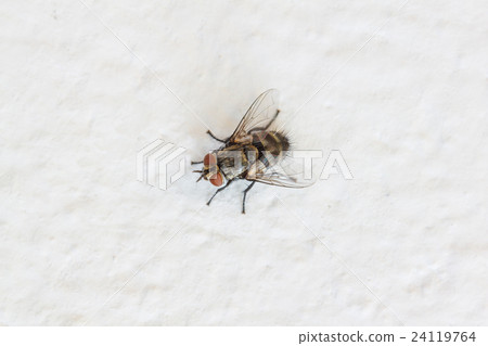 Blow fly, carrion fly on wall 24119764