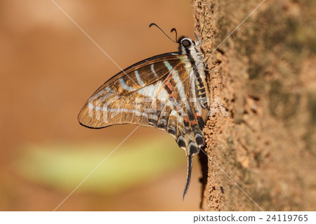Beautiful Butterfly on tree Beautiful Butterfly on tree 24119765