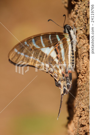 Beautiful Butterfly on tree 24119766