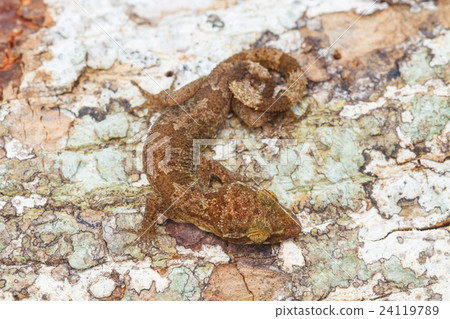 Ulber's Gecko in tropical forest 24119789