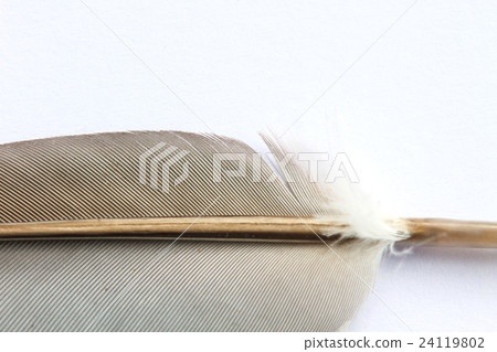 close up Bird feather texture 24119802