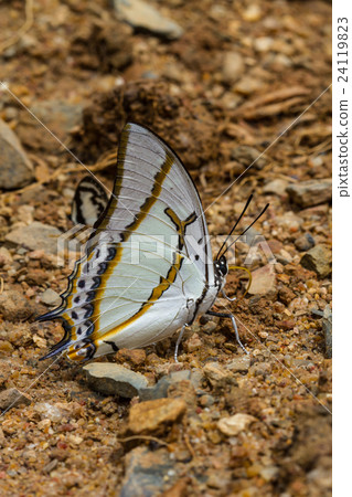 Beautiful Butterfly in forest 24119823