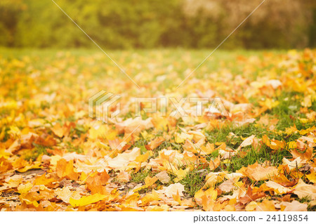 fallen autumn leaves on grass in sunny morning fallen autumn leaves on grass in sunny morning 24119854