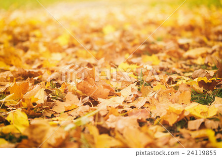 fallen autumn leaves on grass in sunny morning fallen autumn leaves on grass in sunny morning 24119855