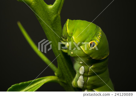 燕尾幼蟲2 燕尾幼蟲2 24120089