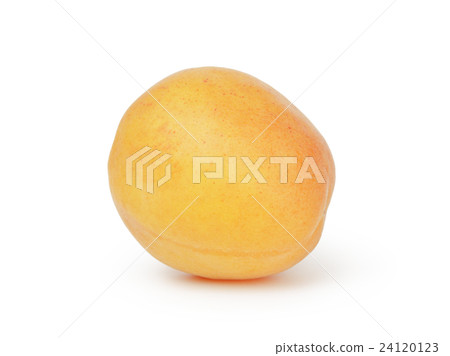 single ripe apricot fruits isolated single ripe apricot fruits isolated 24120123