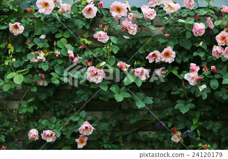 rose	 24120179
