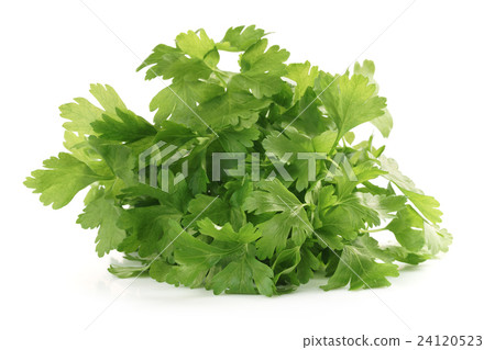 bunch of fresh parsley isolated 24120523