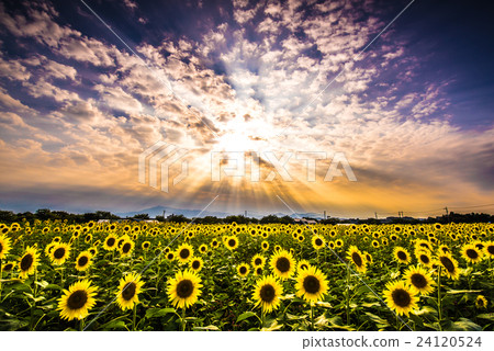 Zama City向日葵場（Zama場地） 24120524