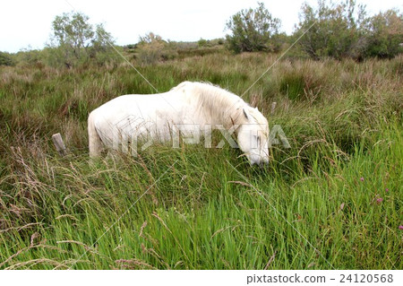 Hakuba in the Marshland 24120568