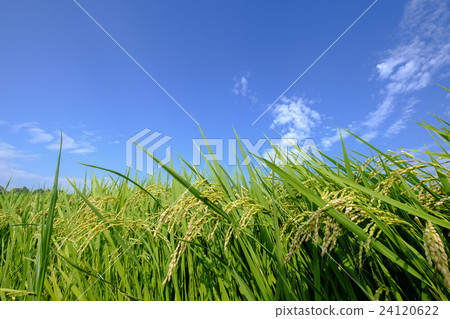 Blue Sky and Rainbow 24120622