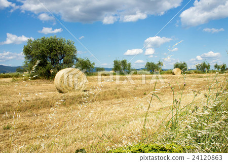 Tuscan landscape 24120863