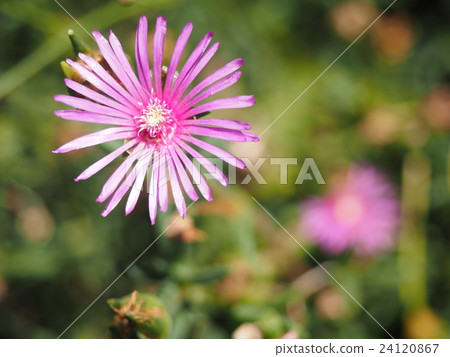 Flowers 24120867