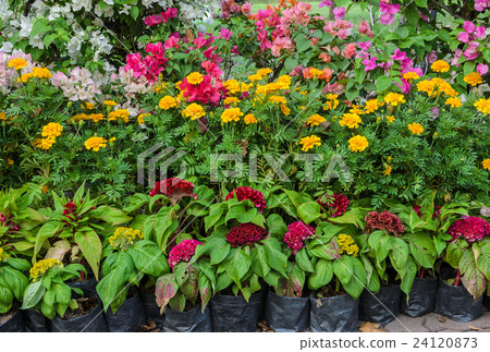 Colorful decorated flower garden 24120873