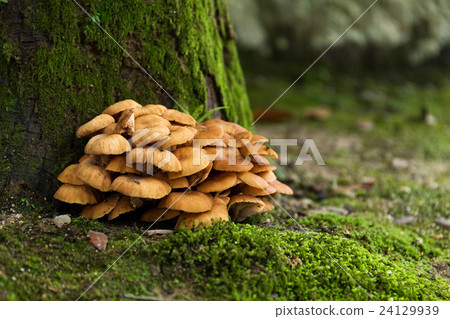 Mushroom and moss 24129939