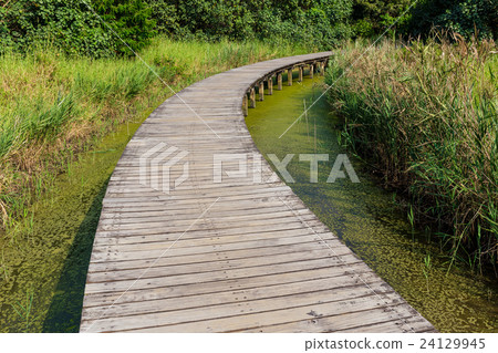 Hong Kong Wetland Park wooden walk way Hong Kong Wetland Park wooden walk way 24129945