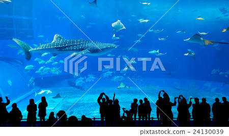 Okinawa churaumi aquarium Okinawa churaumi aquarium 24130039