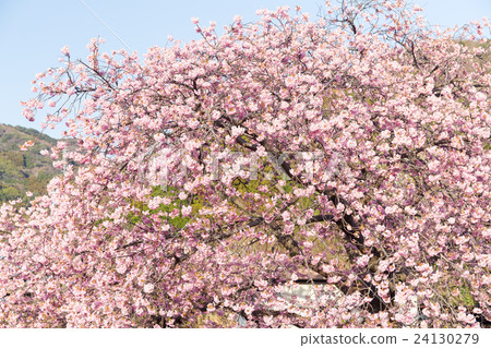 Sakura pink flower Sakura pink flower 24130279