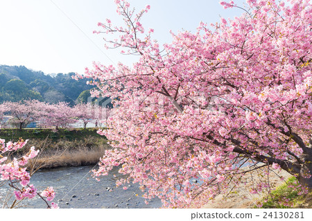 Kawazu Sakura in japan Kawazu Sakura in japan 24130281