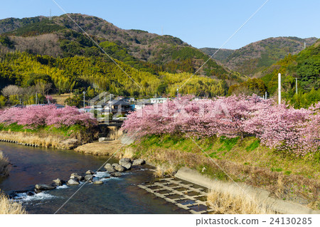Kawazu with sakura tree Kawazu with sakura tree 24130285
