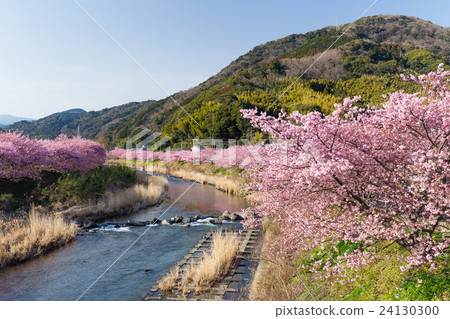 Sakura tree 24130300
