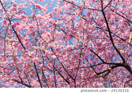 Sakura flower Sakura flower 24130316