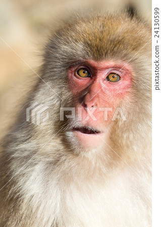 Japanese Monkey 24130599