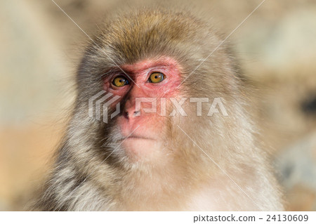 Adorable Monkey 24130609