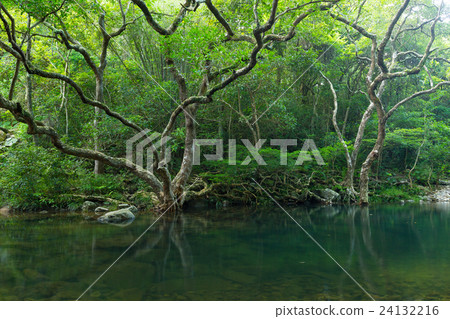 Forest and lake 24132216