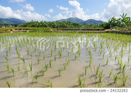 Planting new paddy rice Planting new paddy rice 24132261