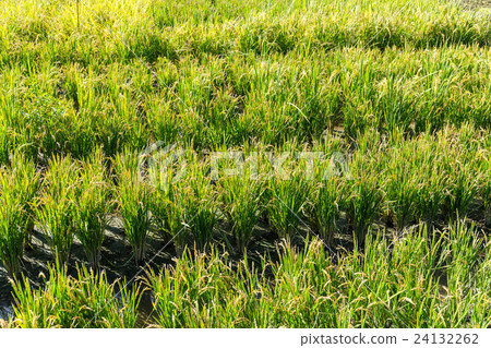 Paddy rice field Paddy rice field 24132262