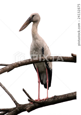 Image of stork perched on tree branch Image of stork perched on tree branch 24132875