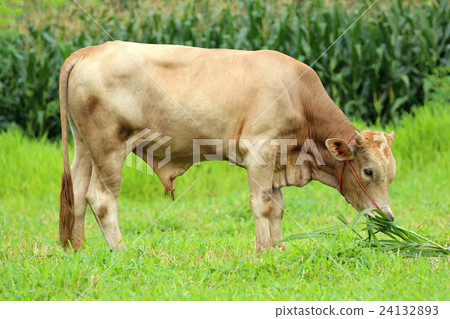 Image of a brown cow eating grass. 24132893