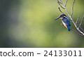 翠鳥 24133011