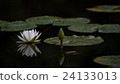 白睡蓮 24133013