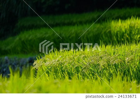 四谷千紙（62） 24133671