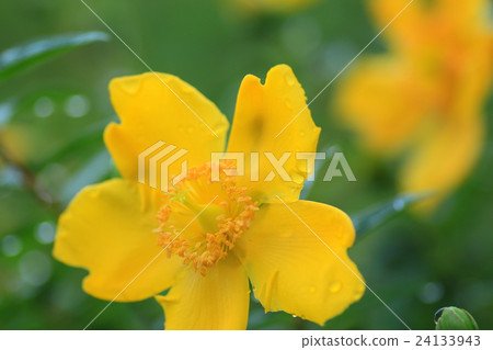 Golden thread plum blossoms 24133943