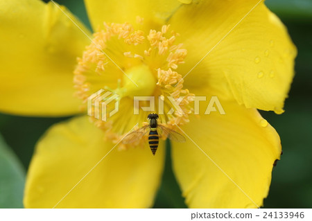 Insects in golden plum blossoms 24133946