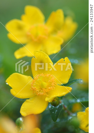Golden thread plum blossoms 24133947