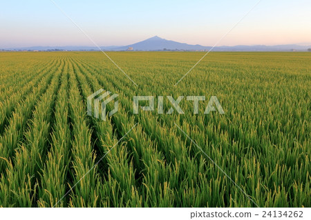 Tsugaru plain in the summer 24134262