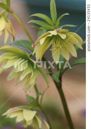 Christmas rose 24135433