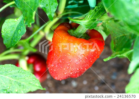 Paprika Paprika 24136570
