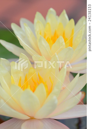 Water lily Water lily 24138153